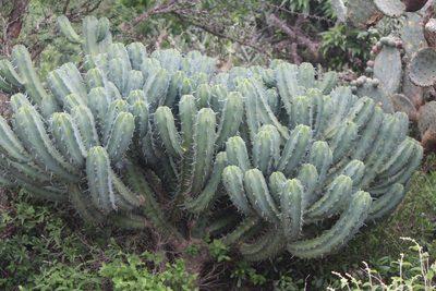 Myrtillocactus geometrizans, photographed by José Belem Hernández Díaz