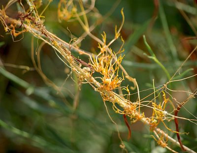 Cuscuta approximata, photographed by katunchik