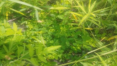 Lespedeza frutescens, photographed by Ryan Sorrells