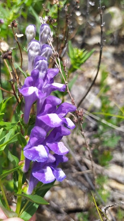 Scutellaria baicalensis, photographed by Ochirnima Nimaev