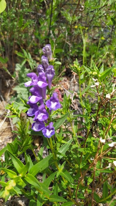 Scutellaria baicalensis, photographed by Ochirnima Nimaev