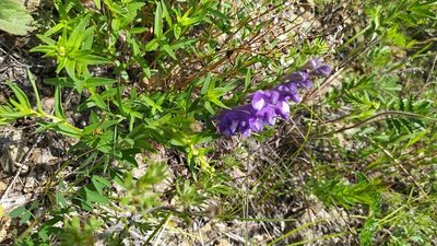 Scutellaria baicalensis, photographed by Ochirnima Nimaev