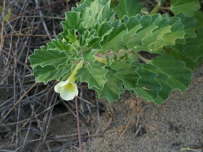 Pedalium murex, photographed by Dinesh Valke