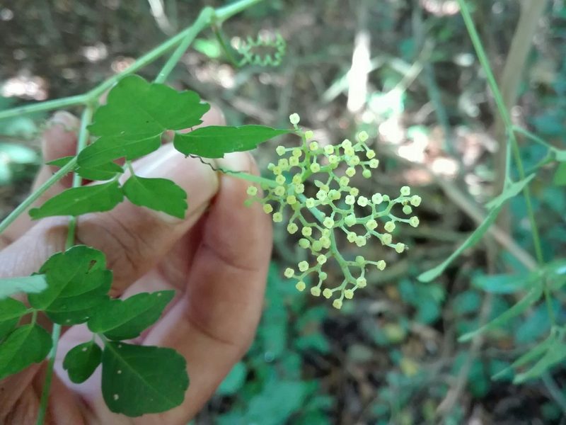 Afrocayratia triternata, photographed by Marc Fradera-Soler