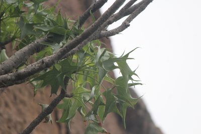 Senecio praecox, photographed by José Belem Hernández Díaz