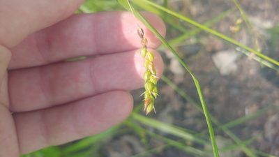 Carex davisii, photographed by Ryan Sorrells