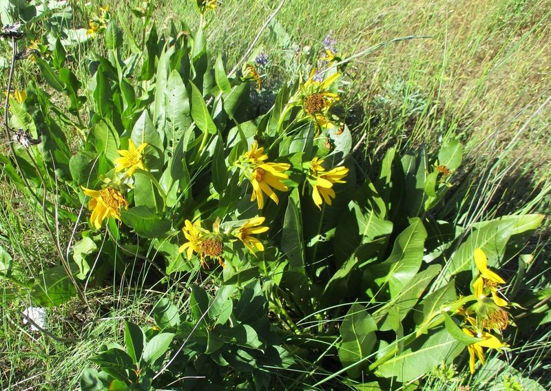 Wyethia amplexicaulis, photographed by sprcrkwild