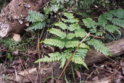 Pteris terminalis, photographed by harum.koh
