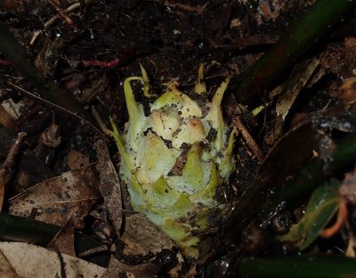 Macrozamia spiralis, photographed by Thomas Mesaglio