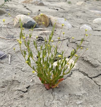 Stenogonum salsuginosum, photographed by Matt Berger