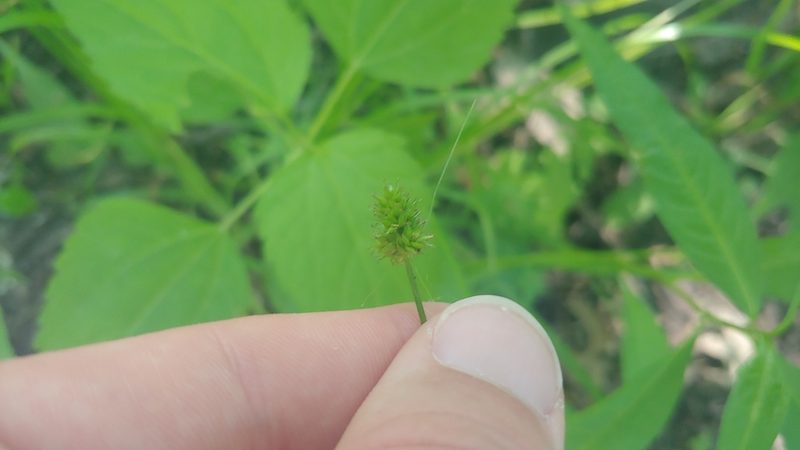Carex cephalophora, photographed by Ryan Sorrells