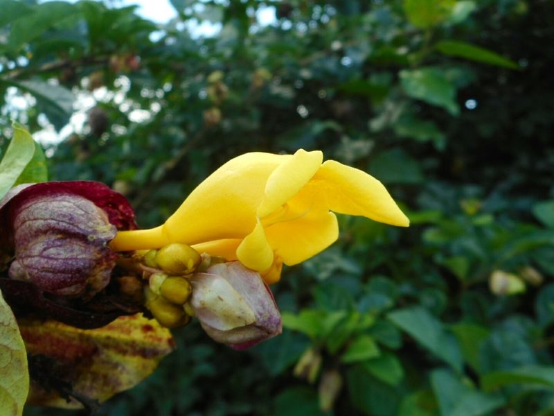 Gmelina philippensis, photographed by Eugene Popov