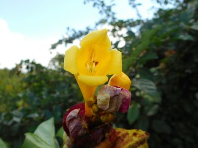 Gmelina philippensis, photographed by Eugene Popov