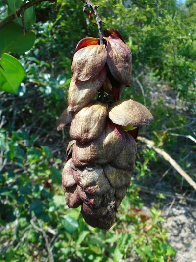 Gmelina philippensis, photographed by Eugene Popov