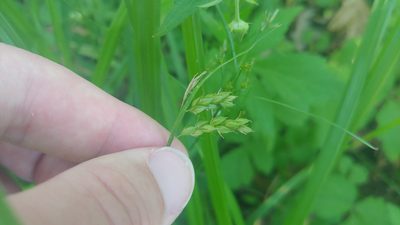 Carex davisii, photographed by Ryan Sorrells