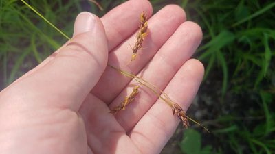 Carex davisii, photographed by Ryan Sorrells