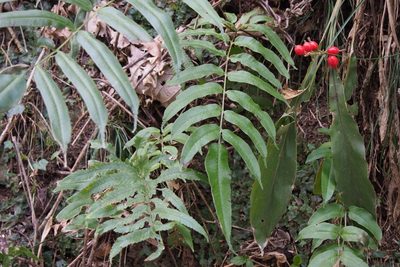 Coniogramme intermedia, photographed by harum.koh