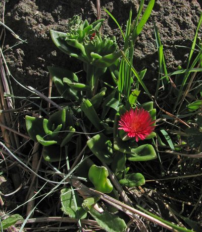 Mesembryanthemum lancifolium, photographed by Todd Boland
