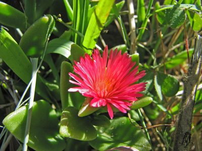 Mesembryanthemum lancifolium, photographed by Todd Boland