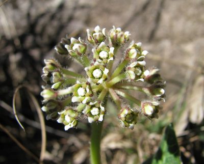 Xysmalobium parviflorum, photographed by Todd Boland