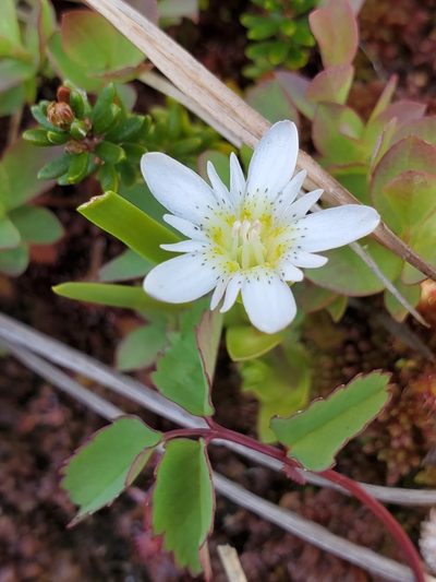 Gentiana douglasiana, photographed by Shane Johnson