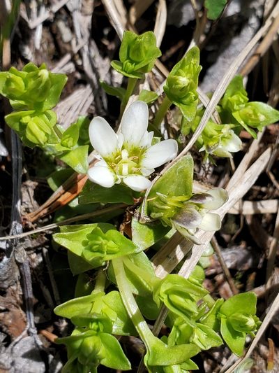 Gentiana douglasiana, photographed by Shane Johnson