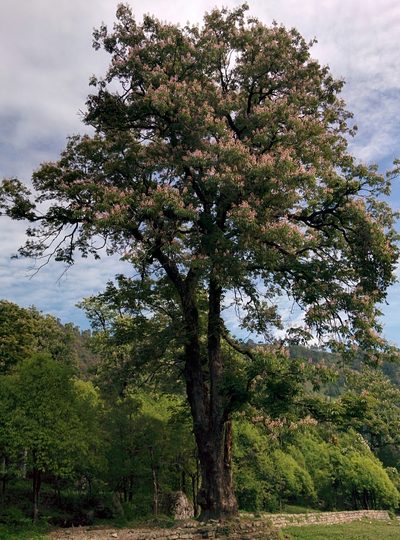 Aesculus indica, photographed by Ramnarayan K