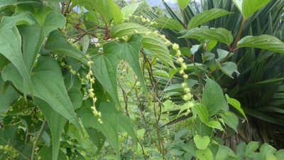 Dioscorea deltoidea, photographed by Ramnarayan K