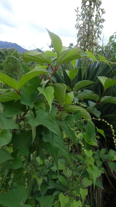 Dioscorea deltoidea, photographed by Ramnarayan K