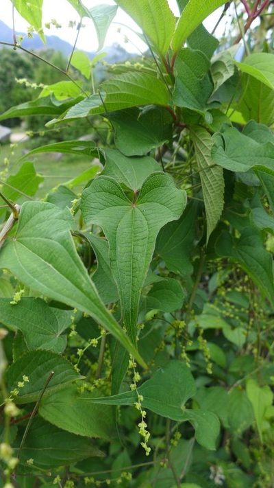 Dioscorea deltoidea, photographed by Ramnarayan K