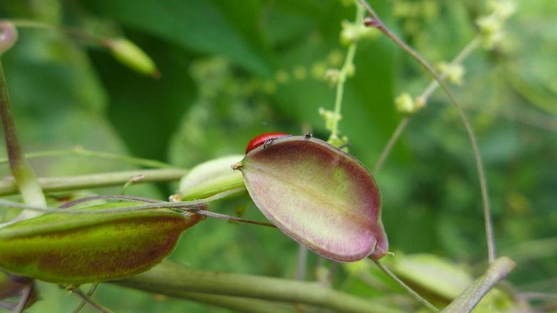 Dioscorea deltoidea, photographed by Ramnarayan K