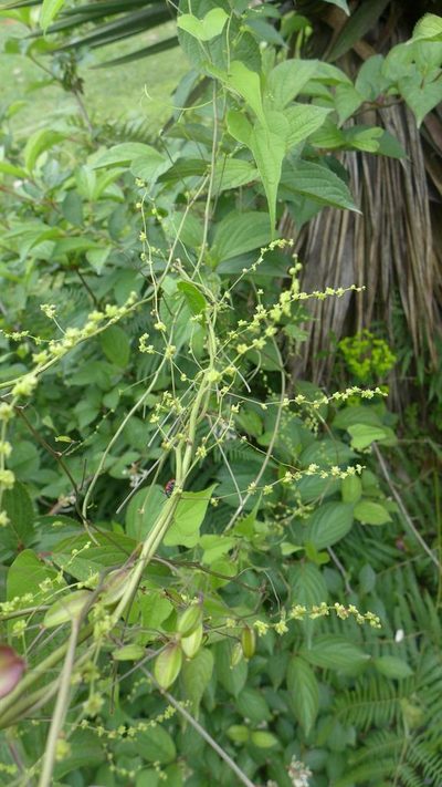 Dioscorea deltoidea, photographed by Ramnarayan K