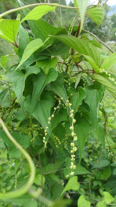 Dioscorea deltoidea, photographed by Ramnarayan K