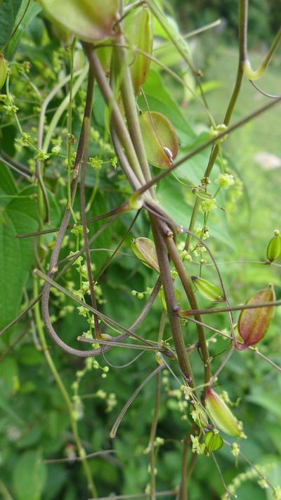 Dioscorea deltoidea, photographed by Ramnarayan K