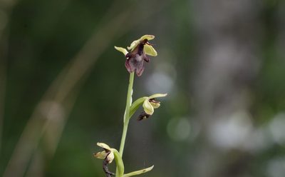 Ophrys insectifera, photographed by nicoweg