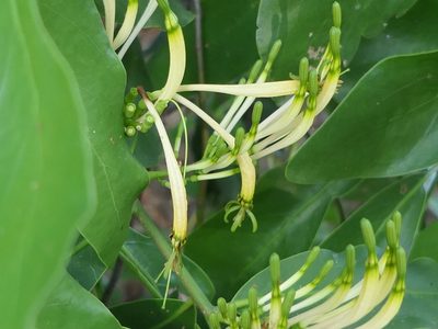 Dendrophthoe falcata, photographed by Dinesh Valke