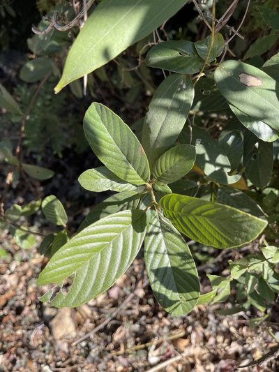 Tetracera sarmentosa, photographed by Yj