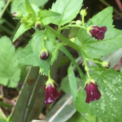 Scrophularia peregrina, photographed by Andre Hosper