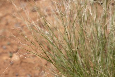 Aristida contorta, photographed by Kym Nicolson