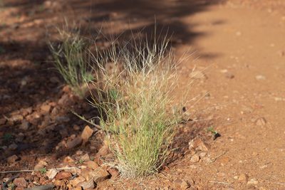 Aristida contorta, photographed by Kym Nicolson