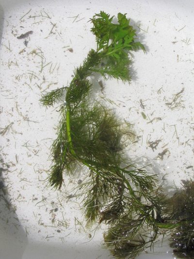 Rorippa aquatica, photographed by Allan Harris