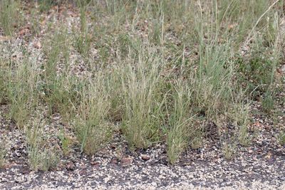 Aristida contorta, photographed by Kym Nicolson
