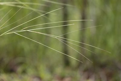 Aristida hygrometrica, photographed by Kym Nicolson