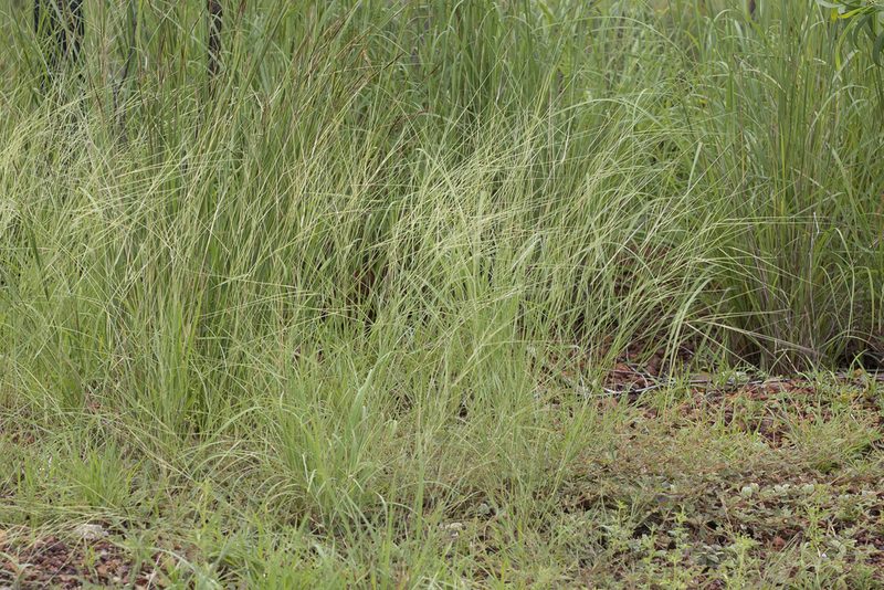 Aristida hygrometrica, photographed by Kym Nicolson