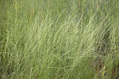 Aristida hygrometrica, photographed by Kym Nicolson