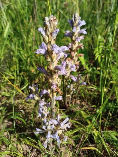 Orobanche purpurea, photographed by Bee Together