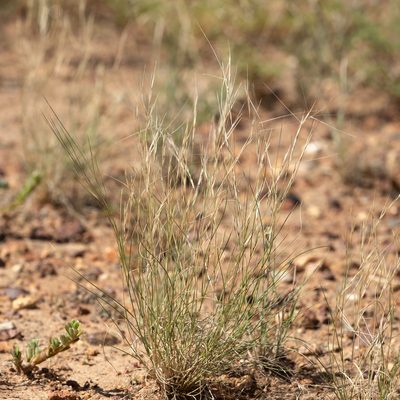 Aristida contorta, photographed by Kym Nicolson