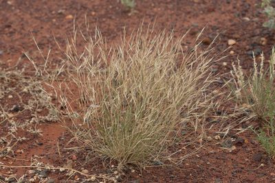 Aristida contorta, photographed by Kym Nicolson