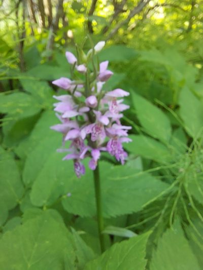 Dactylorhiza sibirica, photographed by Pavel Borodin