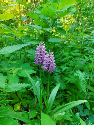 Dactylorhiza sibirica, photographed by Pavel Borodin